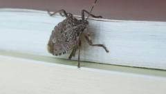 ŠTA SE DEŠAVA AKO VAS UJEDE SMRDIBUBA Kažu da sisaju krv, a evo kad je opasno