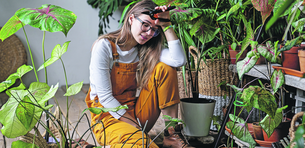 SAVET ZLATA VREDAN Jednom godišnje uradite ovo sobnim biljkama i imaćete pravu "džunglu u kući"