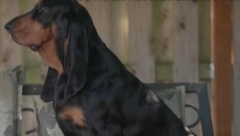 OVAJ PAS JE UŠAO U GINISOVU KNJIGU REKORDA Evo po čemu je Lou toliko posebna (VIDEO)