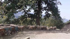 PSI LUTALICE RASTRGLI STADO OVACA Rajko zatekao stravičan prizor na svom imanju! (FOTO)