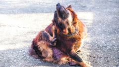 NOVI SLUČAJ JEZIVOG ZLOSTAVLJANJA ŽIVOTINJA KOD KIKINDE Pronađena zverski mučena kuja, njuška joj bila oblepljena izolir trakom