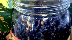 OVO JE NAPITAK KOJI BLAGOTVORNO DELUJE NA CEO ORGANIZAM Evo šta će se dogoditi ukoliko 12 nedelja pijete sok od BOROVNICE