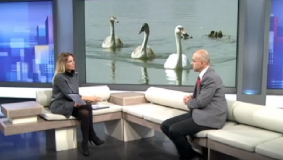 IMA LI OPASNOSTI ZA LJUDE? Uginuli labudovi kod Borče oboleli od ptičjeg gripa