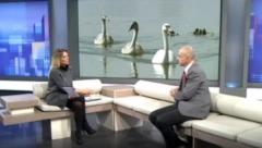 IMA LI OPASNOSTI ZA LJUDE? Uginuli labudovi kod Borče oboleli od ptičjeg gripa