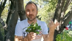 DVE LEKOVITE BILJKE NEUTRALIŠU MUČNINU TOKOM VOŽNJE: Travar Momčilo tvrdi da ih mogu piti i deca i trudnice