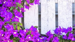 OVO JE ZNAK DA NE DOBIJAJU DOVOLJNO SVETLA Afričke ljubičice mogu da cvetaju tokom cele godine