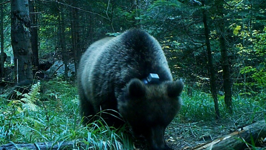 DOBIO IME PO ČUVENOM VOJSKOVOĐI Ovakav šumski gorostas još nije viđen u Srbiji: Na Tari obeležen najkrupniji medved (FOTO)