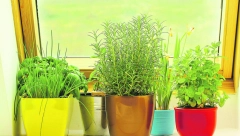 ČETIRI SVETE BILJKE KOJE MORATE IMATI Lekovite su, a štite kuću i porodicu