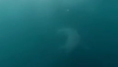 MLADIĆ SKOČIO NA VELIKU BELU AJKULU Upozorenje stiglo prekasno, usledila je mučna borba za život (VIDEO)