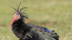 Otkriven ptičji grip u Srbiji