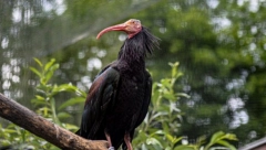 Najčuvanije biće u Crnoj Gori proteklog dana: Juče bio u Nikšiću, zanoćio u Podgorici