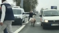 HIT Dvojica jure svinju kod Pančevačkog mosta, nesrećna životinja blokirala saobraćaj! (VIDEO)