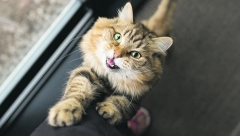 IMATE OSEĆAJ DA RAZGOVARAJU SA VAMA Mjauču ko bebe radi pažnje