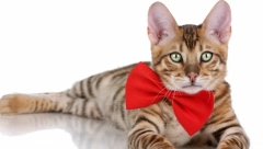 KAKO VREME DELUJE NA RASPOLOŽENJE KOD MAČKE Reaguju na svaku promenu