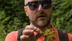 TRAVAR MOMČILO IMA "LEK" I ZA PUŠAČE Ovaj čaj će vam očistiti pluća od nikotina i katrana, evo šta je sve potrebno za čarobni napitak!