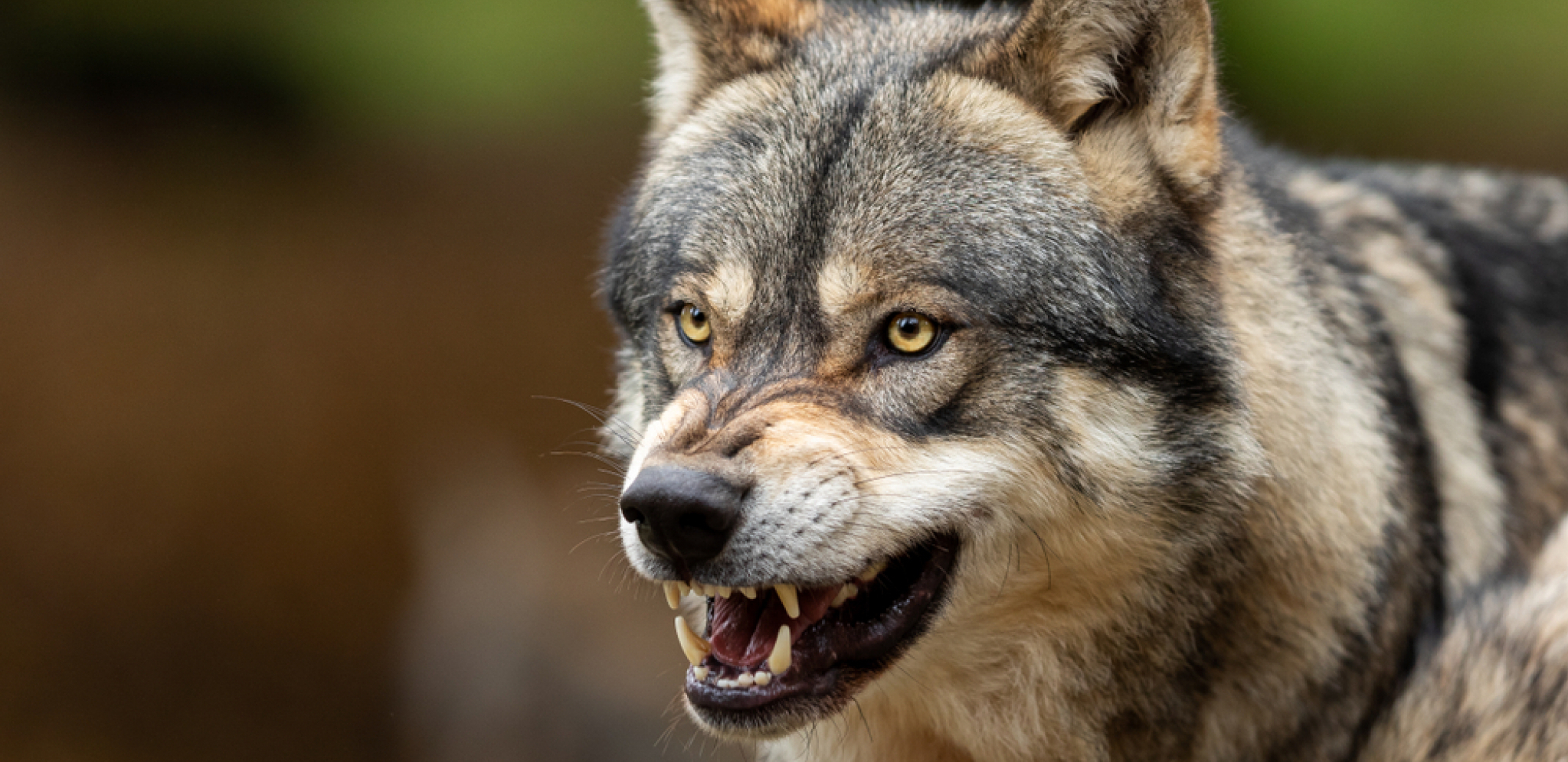 KRVAVI POKOLJ U SRPSKOM SELU Vukovi upali na imanje, meštani u strahu!