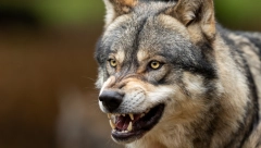 ŠTA SE DOGODILO NA PLANINI VLAŠIĆ? Jeziva vest o napadu vukova obišla region, sada se oglasila PU Banjaluke