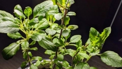 U NARODU POZNAT KAO "SVETI" KRALJ LEKOVITIH BILJAKA: Ublažava prehladu, doprinosi zdravlju srca, bubrega, očiju i zuba