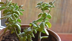 ŠTO JE BUJNIJA, VIŠE NOVCA DOLAZI U KUĆU Dodajte ova 2 sastojka u saksiju i krasula će rasti kao iz vode