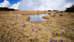 OVAJ ZAČIN SE GAJI U SRBIJI Gram košta 30 evra, a koristi se kao lek za vid, depresiju, bolove i grčeve