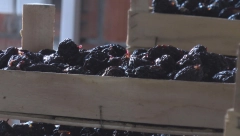 NAJSTARIJI KINESKI LEK Tri suve šljive dnevno čine čudo za kosti, holesterol, šećer, creva