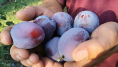 PAPRENA CENA ŠLJIVA Kilogram u Beogradu košta kao svetog Petra kajgana