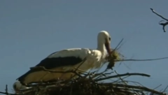 VRATILE SE RODE Prvoje sleteo u svoje gnezdo deseti put zaredom