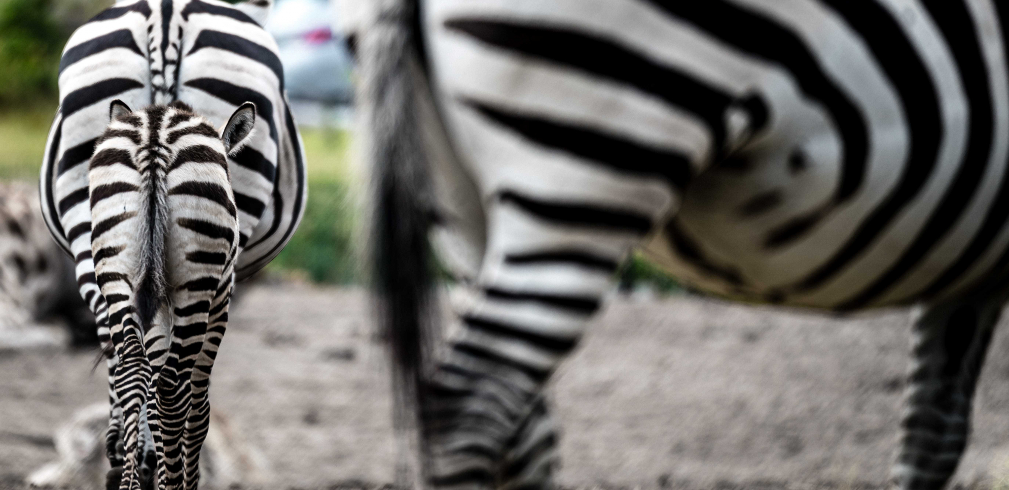 VIC DANA Kako se zove mršava zebra?
