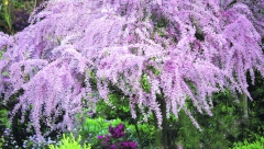 DONOSI NESREĆU I SMRT Prema verovanju starih Slovena ovu biljku nikako ne treba sadite blizu kuće