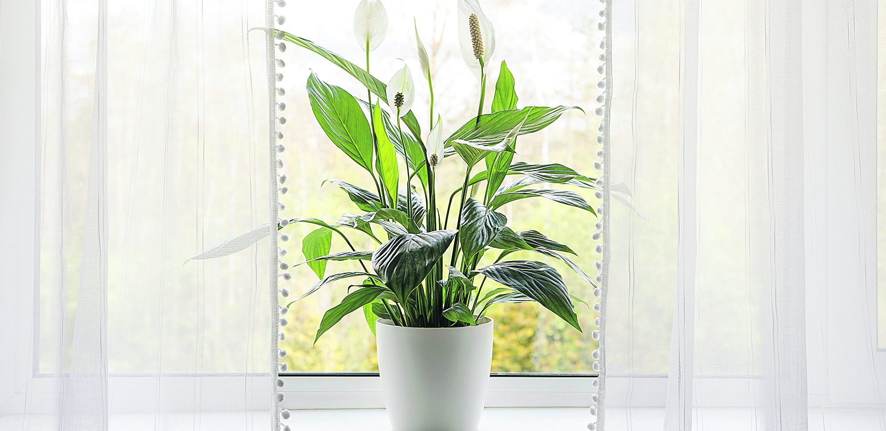 Obratite pažnju: Boja lista vaše biljke otkriva u kakvom je stanju, reagujte na vreme i spasite je