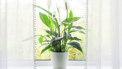 Obratite pažnju: Boja lista vaše biljke otkriva u kakvom je stanju, reagujte na vreme i spasite je