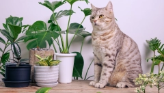 Ovoj biljci je potrebno samo 6 sati da pročisti vazduh u sobi: Neutrališe duhanski dim, a svako može da je uzgaja