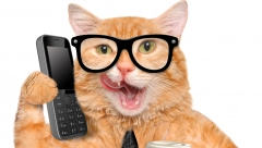 VAŠA KANCELARIJA KAO UDOBAN DOM Firma udomljava mačke