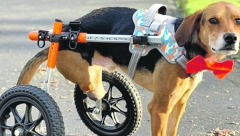 ZASLUŽENA NAGRADA Najplemenitiji pas,  pokazao  neverovarnu humanost