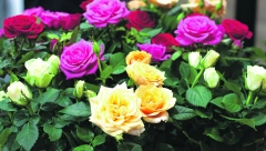 AKO NISTE ZNALI Nije svejedno da li poklanjate ruže ili lale