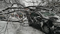 DRVO ZAROBILO LJUDE U AUTOMOBILU Palo pod težinom snega, vatrogasci krenuli u spasavanje