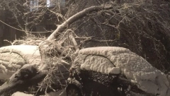 ŠTA AKO VAM JE ZBOG MEĆAVE PALO DRVO NA AUTO? Ovo je procedura kako da naplatite štetu