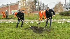 ZA ZELENIJE OKRUŽENjE: Zaposleni NIS-a zasadili u Pančevu 500 sadnica javora i platana