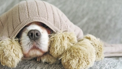 Želite da nabavite psa? Ako imate decu, ove četiri rase su najbolji izbor