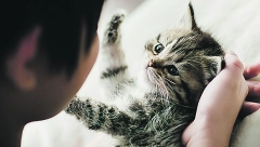 KAKO PROVERITI MACAMA PULS Srce im lupa dva puta brže