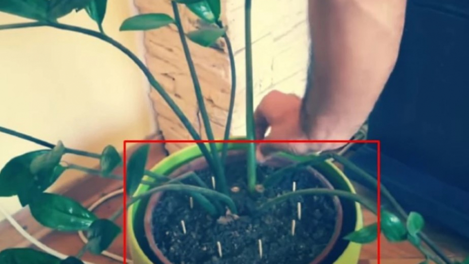BUJAĆE KAO IZ VODE Trik sa šibicama spasiće vaše cveće od propadanja