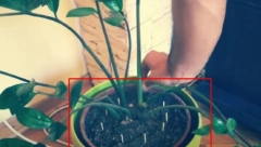 STARI TRIK NAŠIH BAKA Evo zašto je važno da stavite ŠIBICE u saksije sa cvećem!