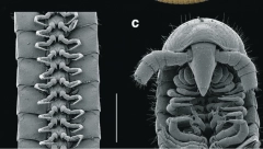 NAUČNICI U AUSTRALIJI OTKRILI NEOBIČNU VRSTU IZ RODA STONOGA: Čudo evolucije ima rekordnih 1.306 nogu