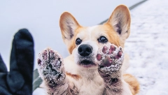 PET RASA NAJINTELIGENTNIJIH PASA Da li je među njima i vaš kućni ljubimac?