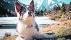 OVE RASE SU POZNATE PO DAVANJU EMOCIONALNE PODRŠKE Pružiće vam ljubav kada vam je najteže