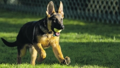 BORDER KOLI JE PRAVI GENIJALAC MEĐU PSIMA Okretan, poslušan i pun energije učiniće sve da udovolji svom vlasniku