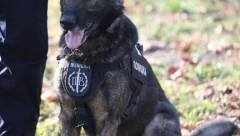 ALO! U POSETI ČETI VODIČA SLUŽBENIH PASA Nemački ovčar Zevs je nepogrešiva njuška Policijske brigade, strah i trepet za narko-dilere!
