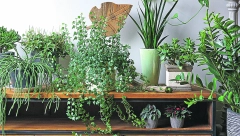 OVI SAVETI ĆE VAM POMOĆI Evo šta da radite sa cvećem tokom odmora