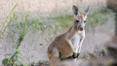 HIT SCENA IZ BEOGRADA OBIŠLA PLANETU! Svi masovno šeruju fotografiju KENGURA, a razlog je svima jasan! (FOTO)