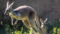 PODIVLJALI KENGUR NASRNUO NA VLASNIKA Intervenisala policija, ali prekasno